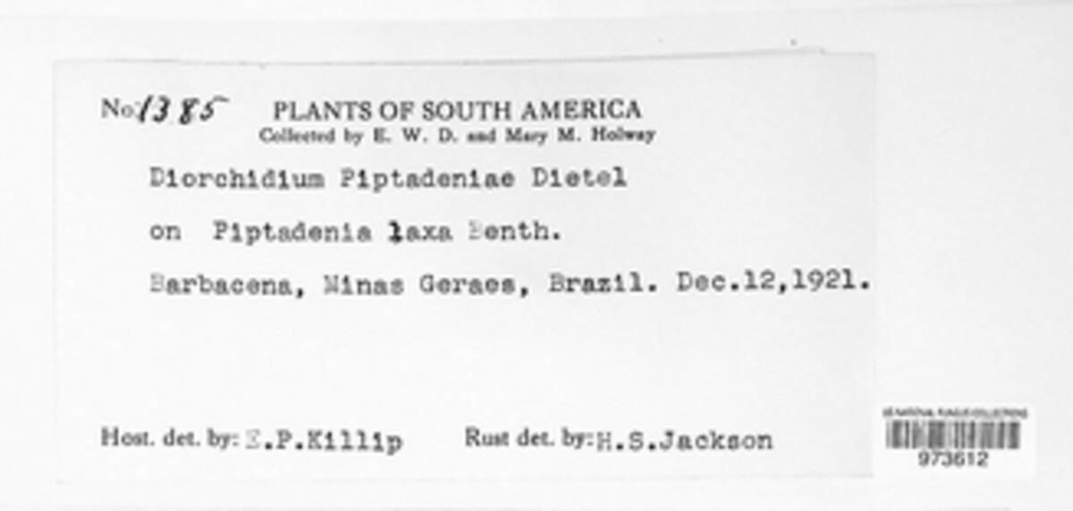 Diorchidium image